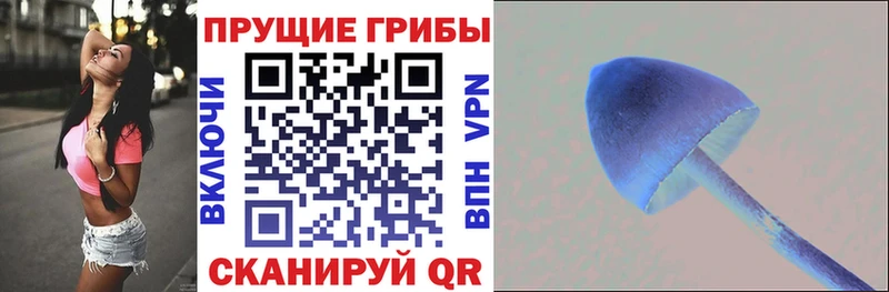дарнет шоп Славск hydra как зайти Псилоцибиновые грибы Psilocybe